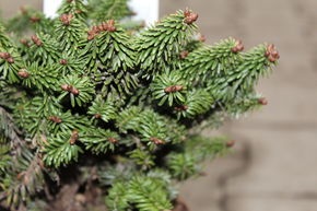 Sapin baumier 'Piccolo'