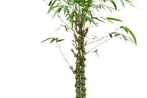 Bambusa ventricosa