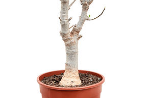 Baobab africain (Adansonia)