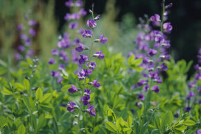 Lupin indigo