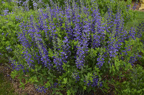 Lupin indigo 'Blueberry Sundae'