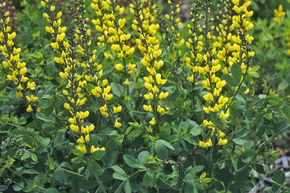 Lupin indigo 'Lemon Meringue'