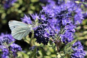 Fleur de barbe 'Blauer Spatz�'