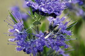Fleur de barbe 'Kew Blue'