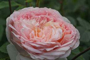 Rosier 'Bathsheba�'