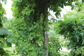 Celastrus, bourreau des arbres 'Diana'