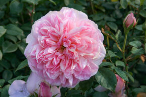 Rosier 'Dames de Chenonceau�'