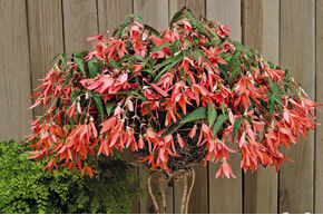 Begonia Bertinii boliviensis 'San Francisco'