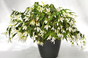 Begonia Bertinii boliviensis 'Santa Barbara'