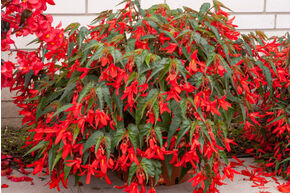 Begonia Bertinii boliviensis 'Santa Cruz'