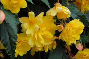 Begonia pendula Cascade 'Geel'