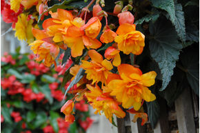 Begonia pendula Cascade 'Oranje'