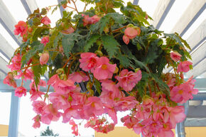 Begonia pendula Cascade 'Roze'