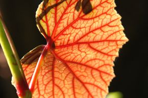 B�gonia rustique