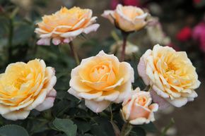 Rosier 'Belle of the Ball�'