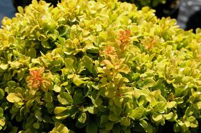 Berb�ris de Thunberg 'Golden Nugget�'