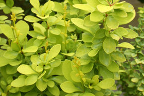 Berb�ris de Thunberg 'Maria�'