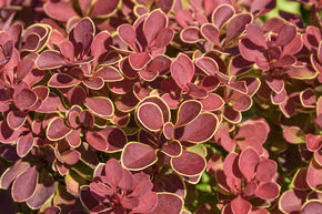 Berb�ris de Thunberg 'Ruby Star'