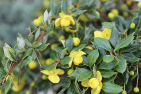 Berb�ris, Epine-vinette verruqueuse