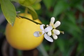 Bergamote 'Fantastico'