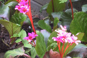 Berg�nia 'Abendglut'
