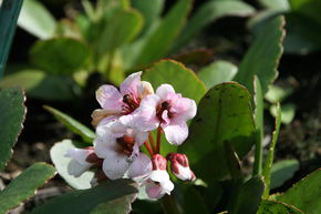 Berg�nie 'Dragonfly Angel Kiss'