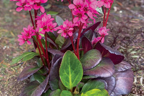 Bergenia cordifolia 'Early Brilliance Magenta' (S)