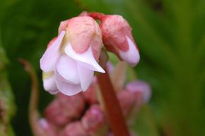 Berg�nia hybride 'Baby Doll'