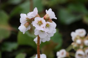 Berg�nia 'Silberlicht'
