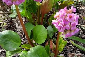 Bergenia cordifolia 'David'