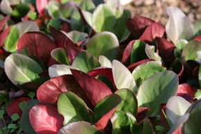 Berg�nia 'Eroica'