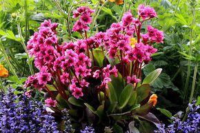 Berg�nia 'Flirt'