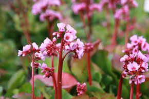 Berg�nia 'Herbstbl�te'