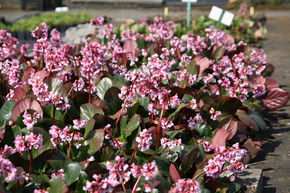 Berg�nia 'Rosa Zeiten'