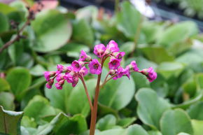 Berg�nia 'Winterglut'