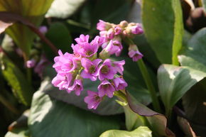 Berg�nia 'Rosa'
