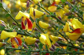 Gen�t � balai, gen�t noble 'Andreanus Splendens'