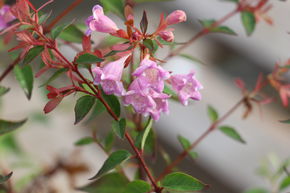 Ab�lia � grandes fleurs 'Edward Goucher'