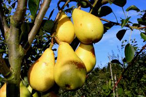 Poire 'Dessera�'
