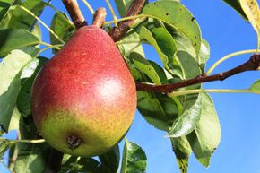 Poire 'Gute Luise'