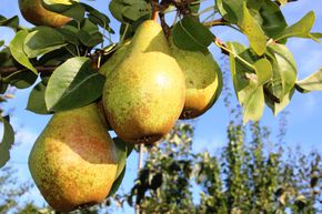 Poire 'Novembra�'