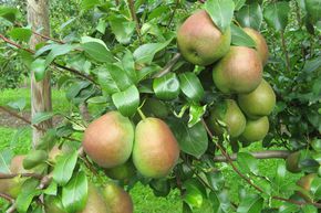 Poire Saxonia Eckehard