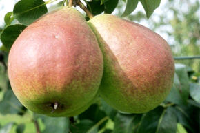 Poire Saxonia Gerburg