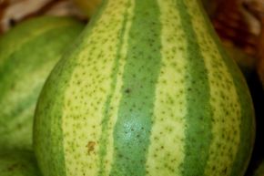 Poire Schweizerhose (poire d�corative)