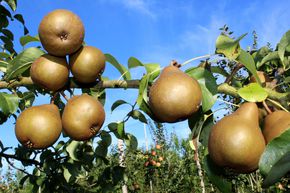 Poire 'Uta'