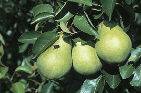 Poire 'Williams Christ'