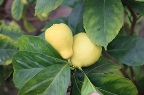 Citron en forme de poire 'Perretta'