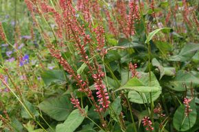 Renou�e ornementale 'Orangofield', persicaire