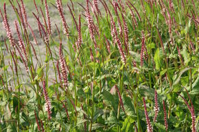 Renou�e ornementale 'Rosea', persicaire