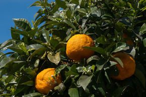 Orange am�re
